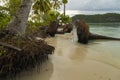 Palm trees fallen due to rising sea levels, Raja Ampat