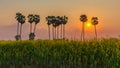 Palm trees in the field Crotalaria