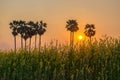 Palm trees in the field Crotalaria