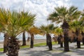 Palm trees on Finikoudes Beach-Larnaca City, Cyprus. Larnaka embankment