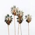 Palm Trees 4 Royalty Free Stock Photo