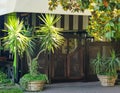 Palm trees in flower pots at the entrance to the outdoor cafe with small vintage wooden doors Royalty Free Stock Photo