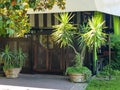 Palm trees in flower pots at the entrance to the outdoor cafe with small vintage wooden doors Royalty Free Stock Photo