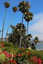 Palm trees and flowers against a blue sky on the shore of Central beach in Laguna Beach Royalty Free Stock Photo