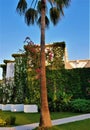 Palm trees, flowers and lianes in family hotel, Kemer, Turkey