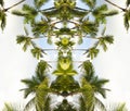 Palm trees foliage face, abstract mirrored vertical background.