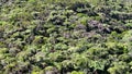 Palm trees forest in the Plaine des Cafres on Reunion Island sky view