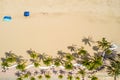 Palm trees on Fort Lauderdale Beach FL direct overhead shot