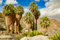 palm trees in the Forty-nine Palms Oasis, Joshua Tree National Park, USA Royalty Free Stock Photo