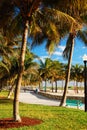 Palm trees frame a Path through Lummus Park, Miami Beach Royalty Free Stock Photo