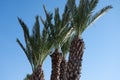 palm trees - french riviera, mediterranean sea