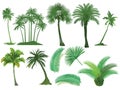 Palm trees