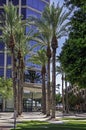 Palm Trees in front of Arizona Chamber of Commerce