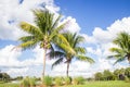 Palm Trees in Front of Pond Royalty Free Stock Photo