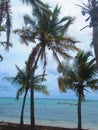 Palm trees in front of the sea Royalty Free Stock Photo