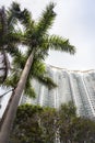 Palm trees in front of skyscrapers in Hong Kong Royalty Free Stock Photo
