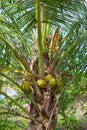 Palm trees with the fruits of the King Coconut Royalty Free Stock Photo