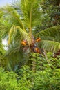 Palm trees with the fruits of the King Coconut Royalty Free Stock Photo