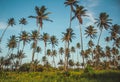 Palm trees galore Royalty Free Stock Photo