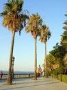 Palm trees in the garden of Alameda Apodaca in CÃÂ¡diz capital, Andalusia. Spain.