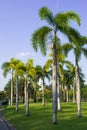 Palm-trees in garden