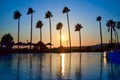 Palm Trees at golden Sunset Royalty Free Stock Photo