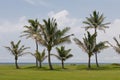 Palm trees on golf course Royalty Free Stock Photo