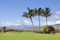 Palm Trees At Golf Course, Kauai Royalty Free Stock Photo