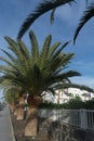 Palm trees in Gran Canaria