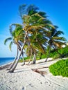 Palm trees on Grand Cayman Royalty Free Stock Photo