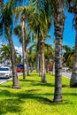 Palm trees and grass on divider with road traffic on sides Royalty Free Stock Photo