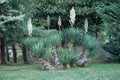 Palm trees and grass in the forest