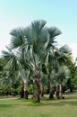 Palm trees and grass land