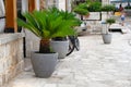 Palm trees in gray containers. Pots with large green palm trees stands at entrance to a private cafe. Design of exterior of