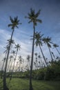 Palm trees with green field and bushes over blue sky with clouds during beautiful summer day Royalty Free Stock Photo