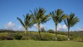 Palm trees, green grass, other vegetation and blue skies on the island of Maui, Hawaii.