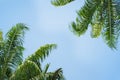 Palm trees with green leaf on blue sky background for summer holidays seasoning travel concept Royalty Free Stock Photo