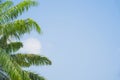 Palm trees with green leaf on blue sky background and white clouds Royalty Free Stock Photo