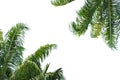 Palm trees with green leaf isolated on white background with clipping path element for summer holidays Royalty Free Stock Photo