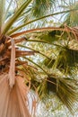 Palm trees with green leafs on the beach Royalty Free Stock Photo