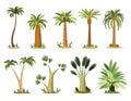 Palm trees with green leaves top and trunks. Collection of different kind tropical trees, exotic fruitful tree. Vector Royalty Free Stock Photo