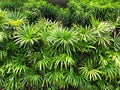 Palm trees Green nature wall Tropical landscape