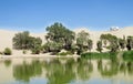 Palm trees green oasis near lake Royalty Free Stock Photo