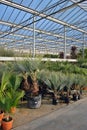 Palm trees in greenhouse Royalty Free Stock Photo