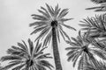 Palm trees in the palm grove of Elche, Spain; black and white image Royalty Free Stock Photo
