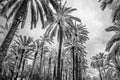 Palm trees in the palm grove of Elche, Spain; black and white image Royalty Free Stock Photo