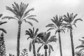 Palm trees in the palm grove of Elche, Spain; black and white image Royalty Free Stock Photo