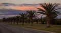 Palm trees grow along the road at sunset Royalty Free Stock Photo