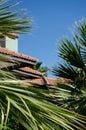 Palm trees grow near houses in a tropical resort. Selective focus green palm leaves on the background of roof of house with tiles Royalty Free Stock Photo