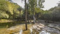 Palm trees grow in puddles of water on a flooded area in the jungle. Royalty Free Stock Photo